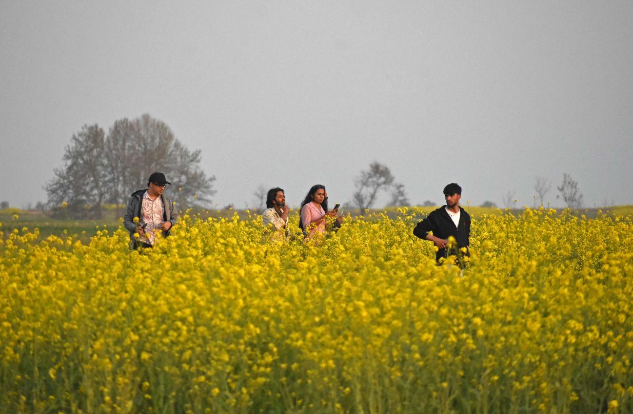 Spring, Mustard field